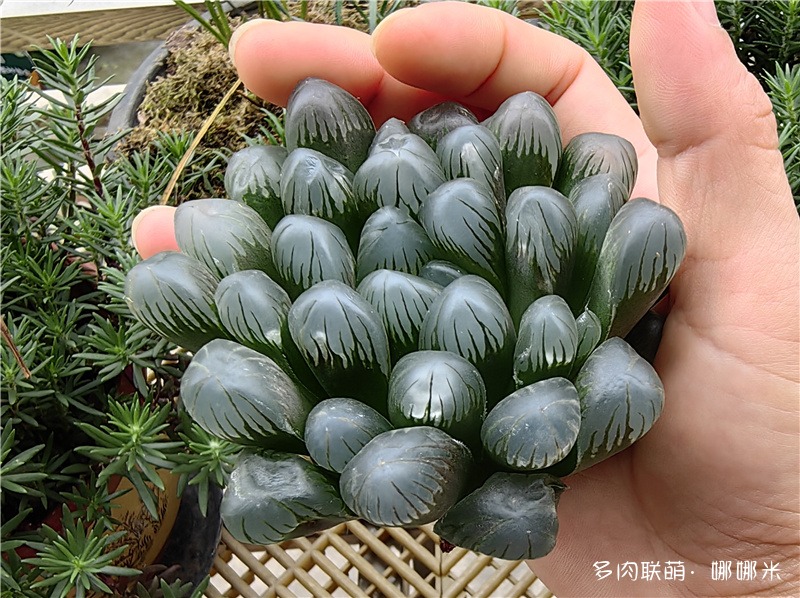 冰灯玉露