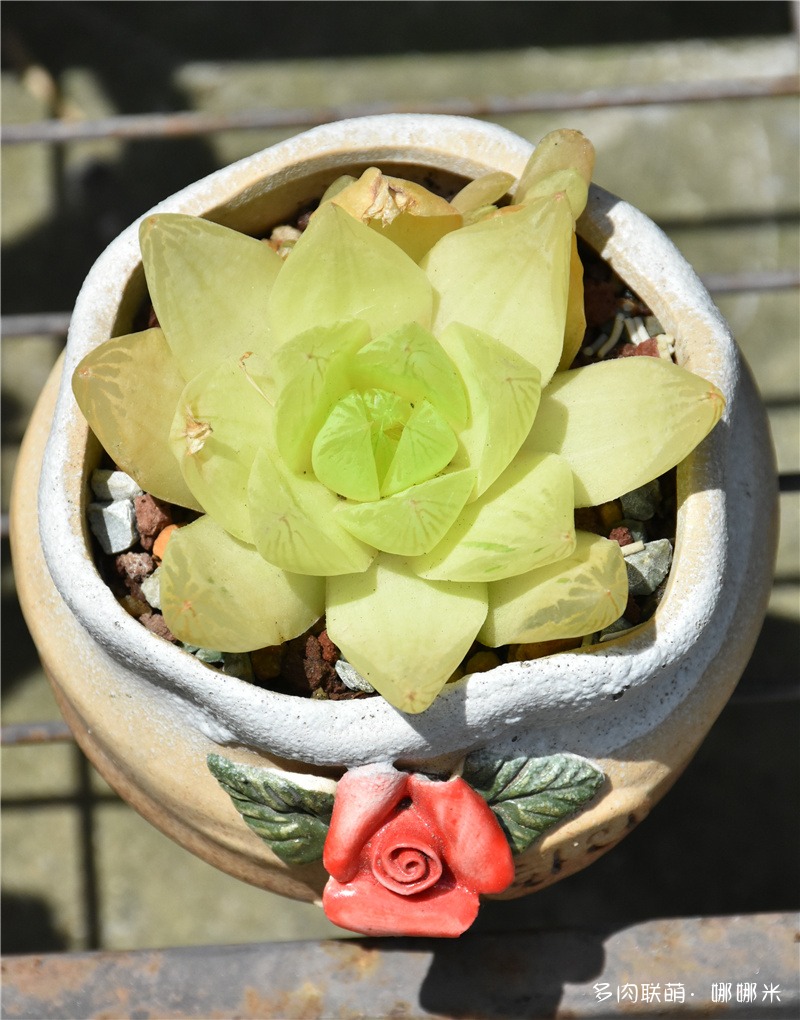 黄金凝脂菊