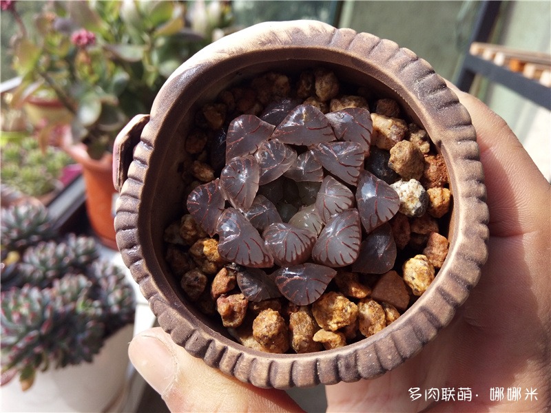 玉露OB-1