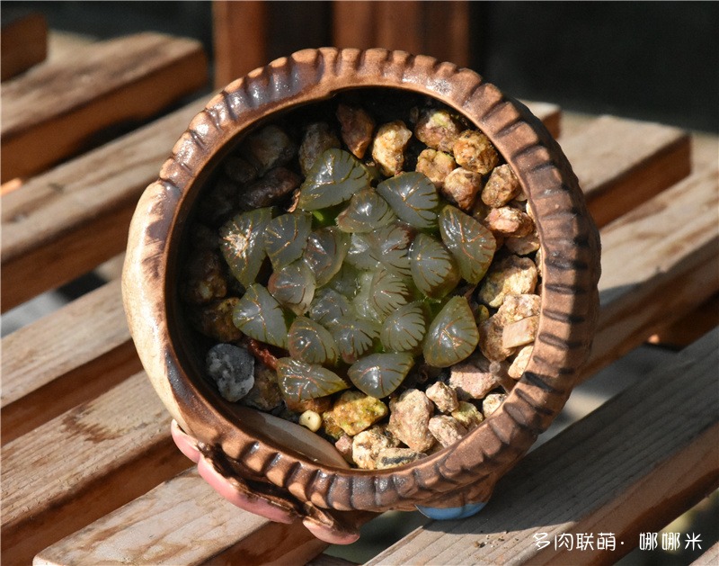 玉露OB-1