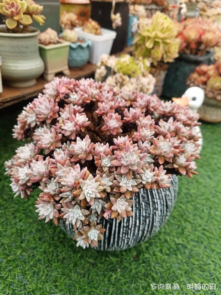 白菊