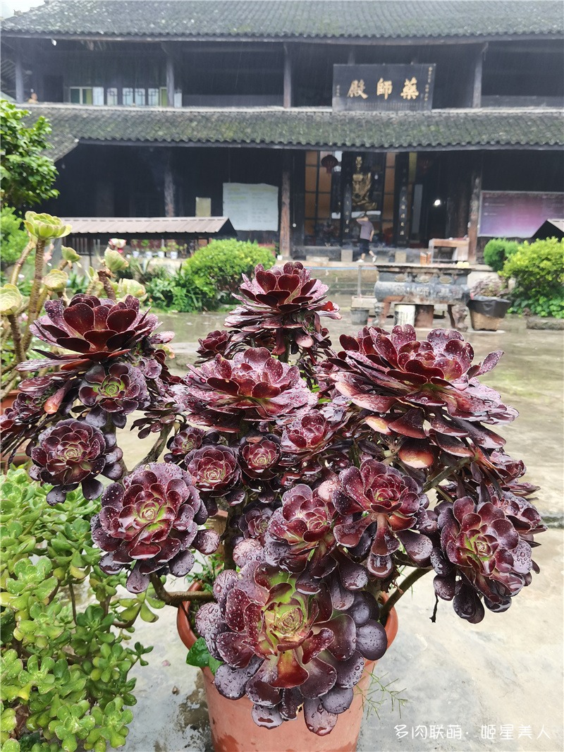法师