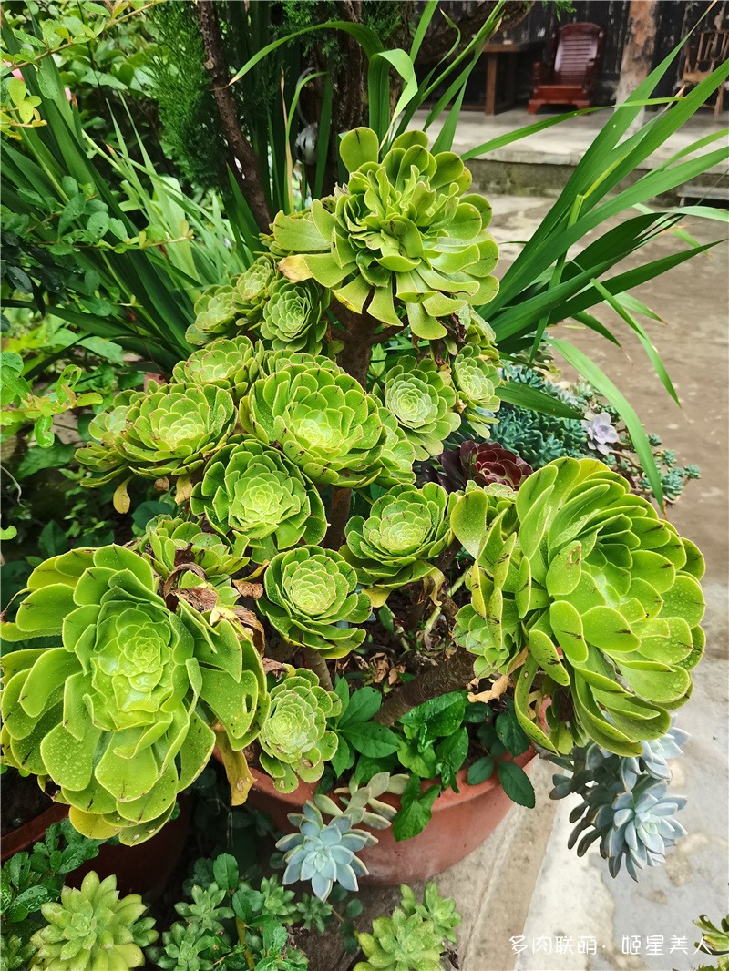 法师