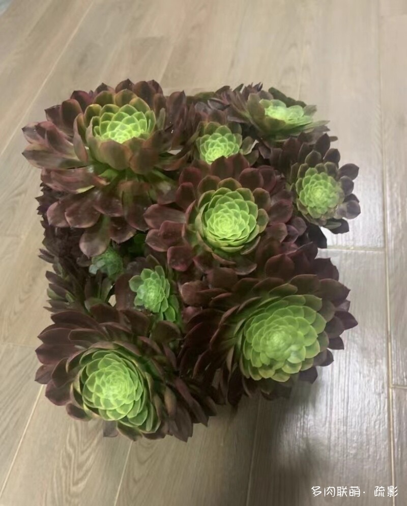 嘉年华