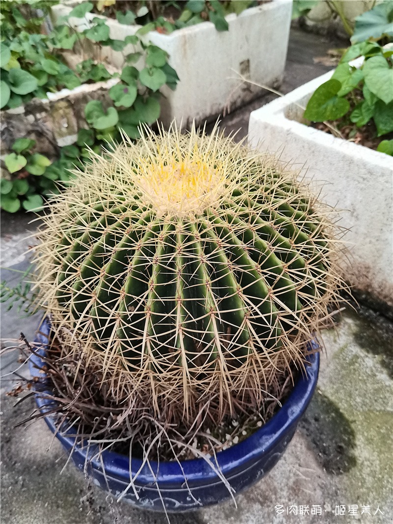 金琥