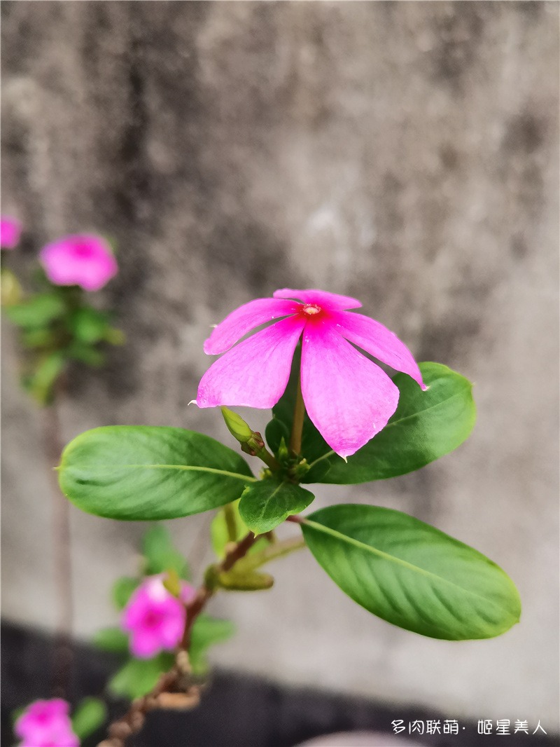 长春花