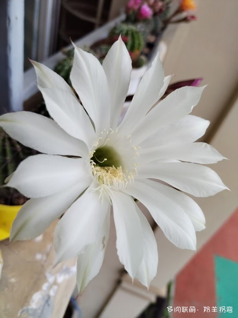 普通彩草