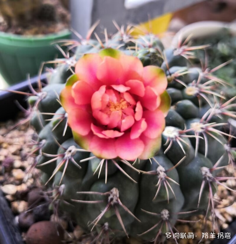 球花