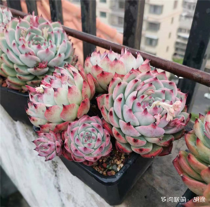  五个头的吉娃娃