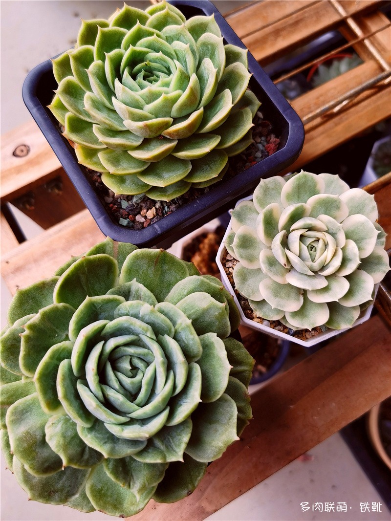 昂斯诺与锦