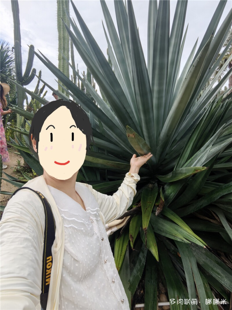 剑麻