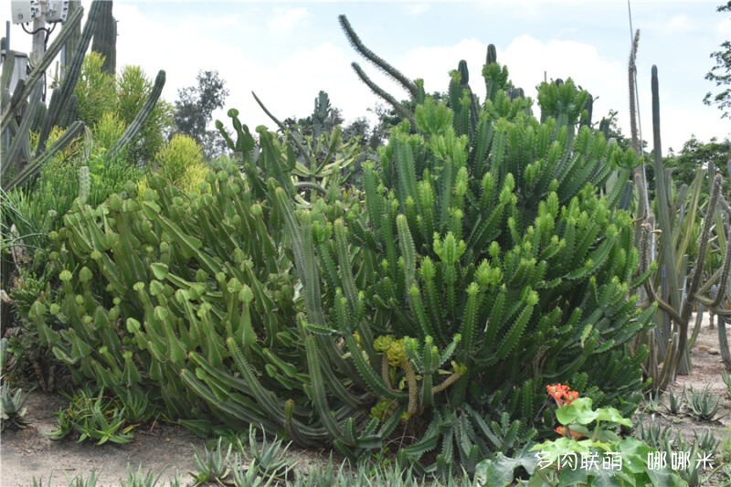 厦门植物园里的仙人掌