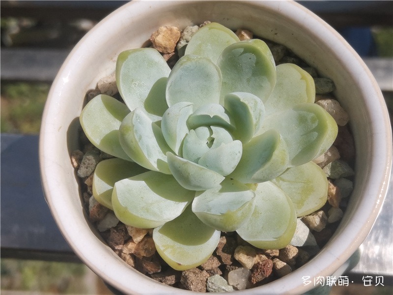 蜗牛叶月影杂