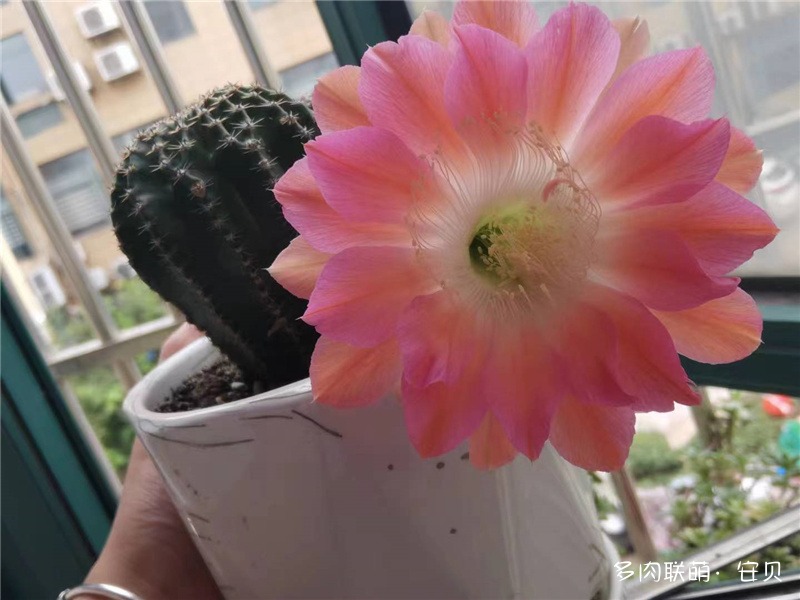 仙人球又第二次开花了