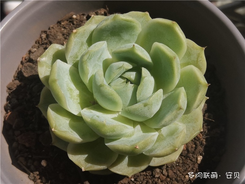 女王杂