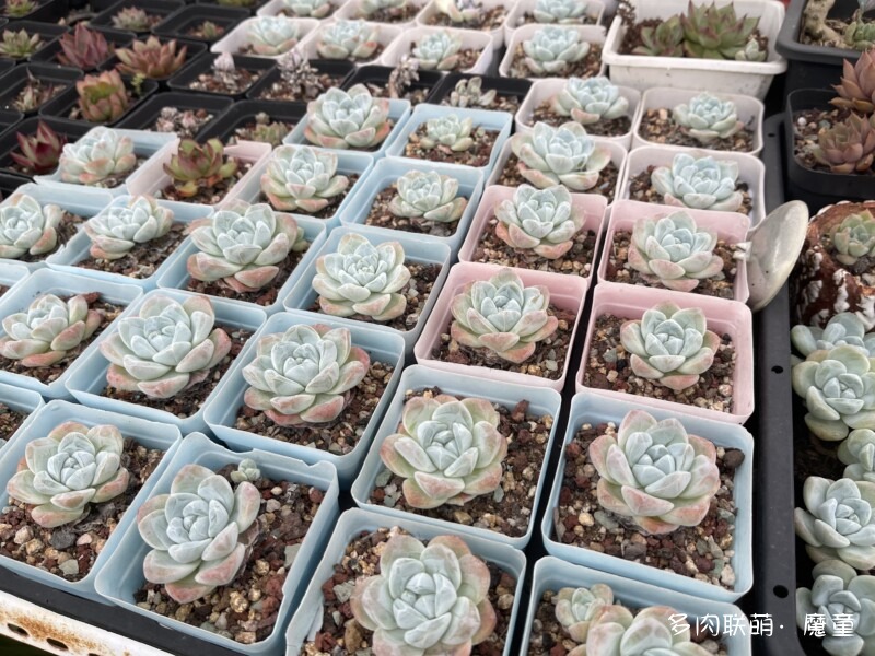 关于冰玉
