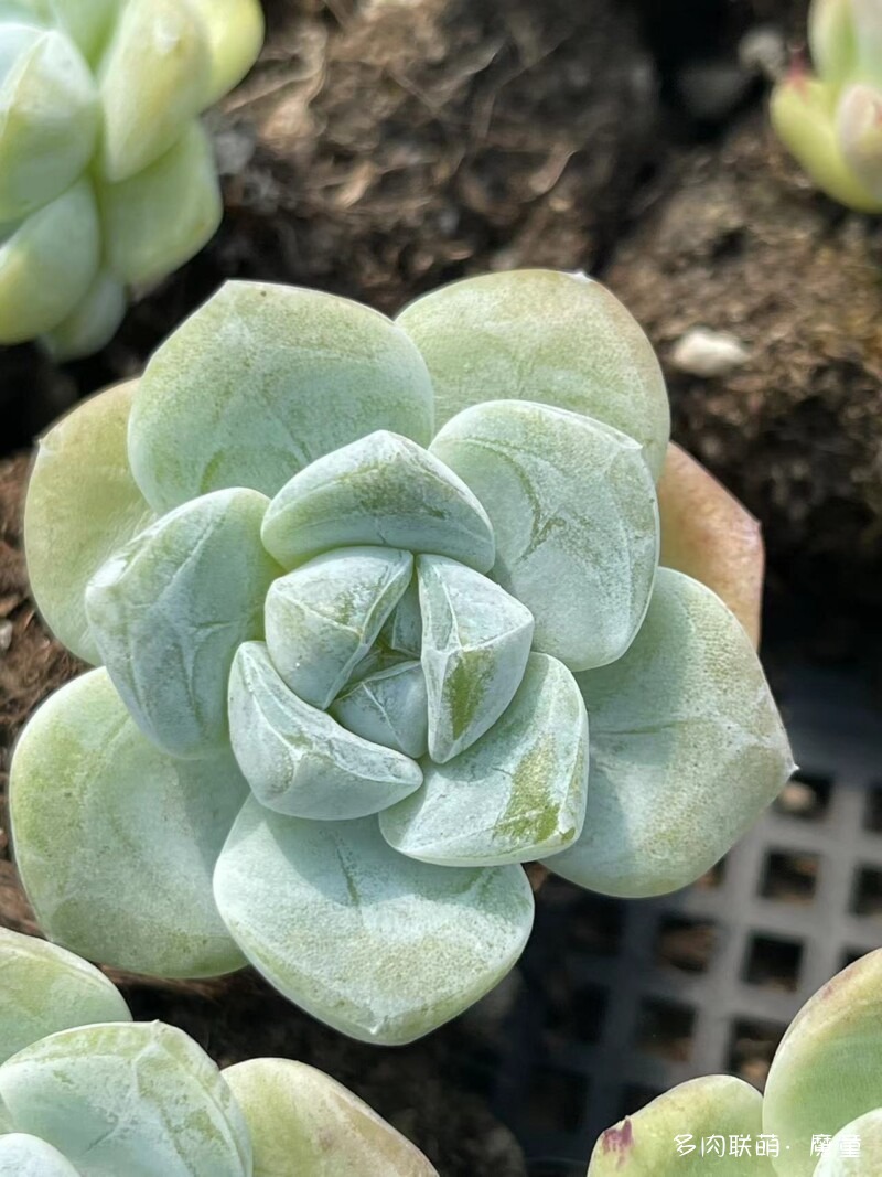 关于冰玉