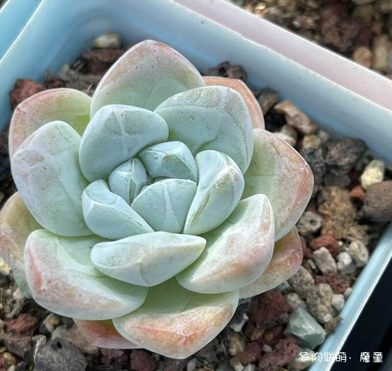 关于冰玉