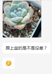 关于冰玉