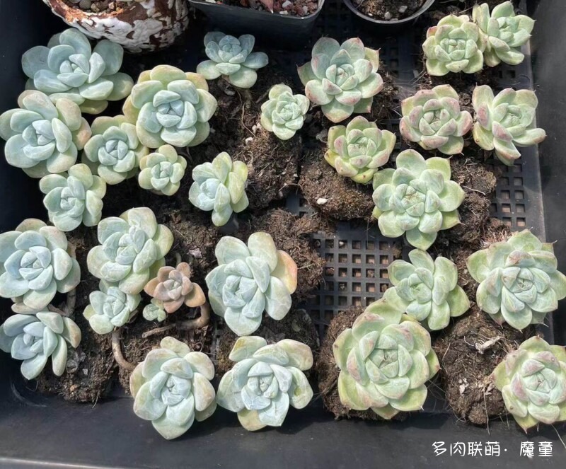 关于冰玉