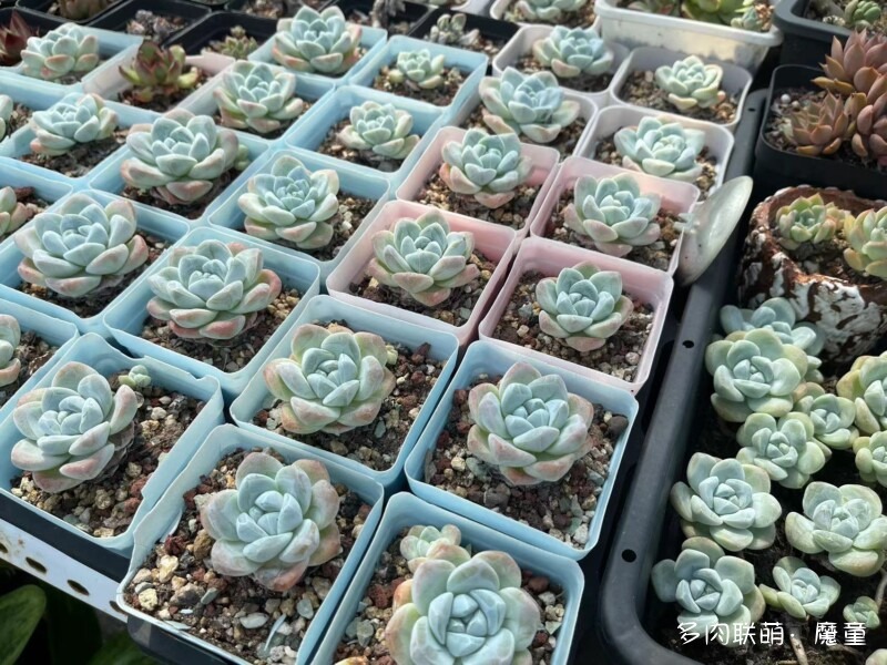 关于冰玉
