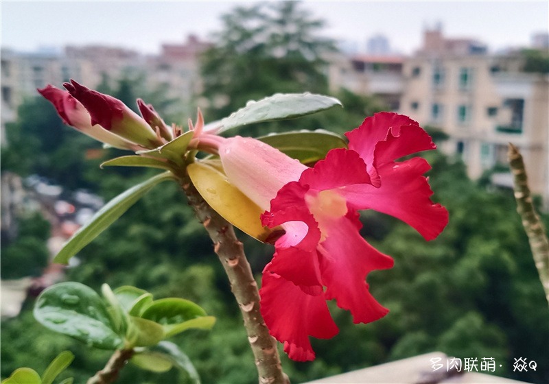 沙漠玫瑰