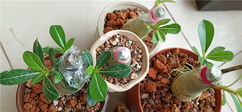 沙漠玫瑰