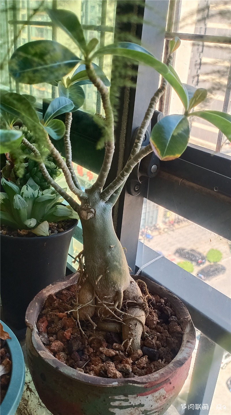 沙漠玫瑰