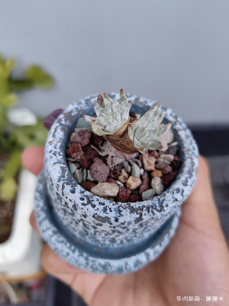 白菊