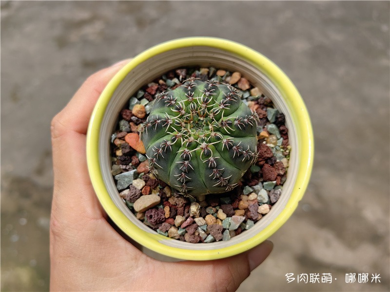 瑞昌玉