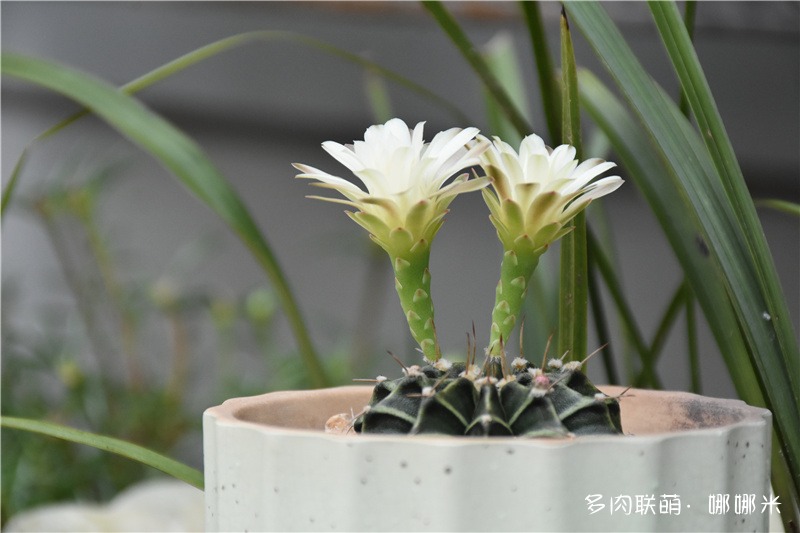 肋骨牡丹