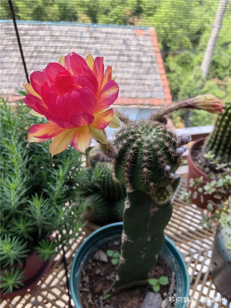 黄金荷花