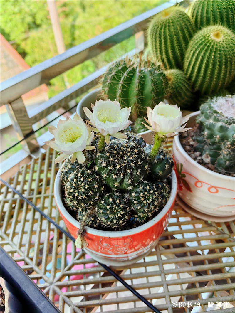 未知名丽花粉白和花火