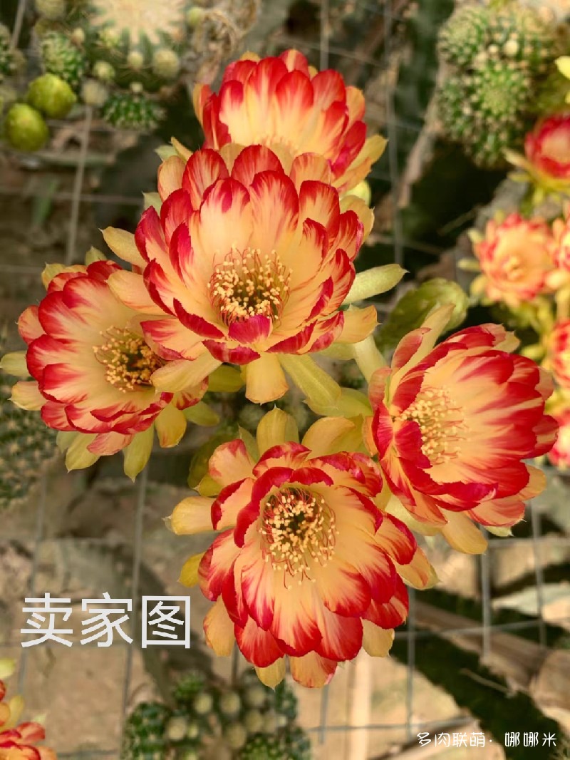 双色荷花Bir