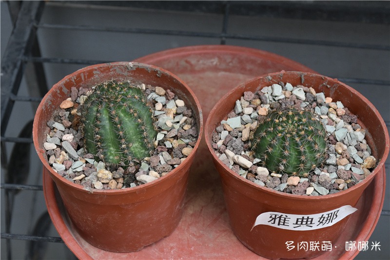 雅典娜