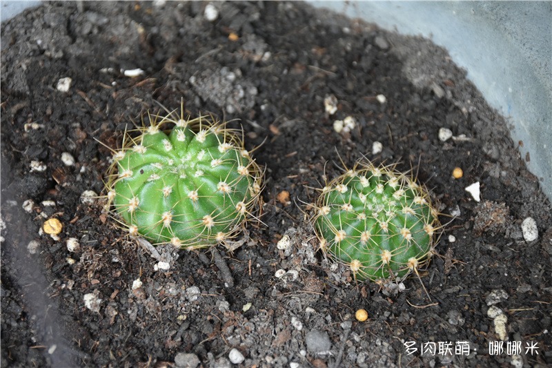 火焰丽花