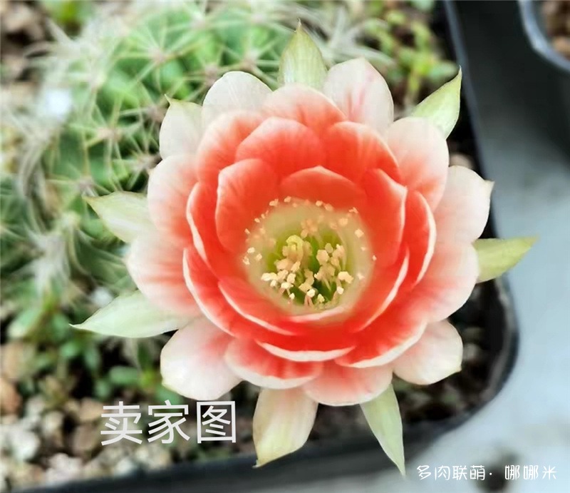 火焰丽花