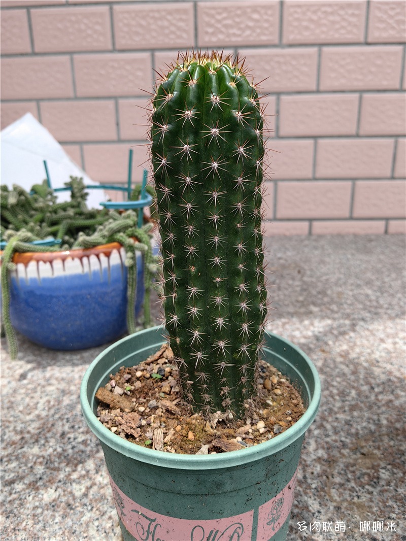 立夏