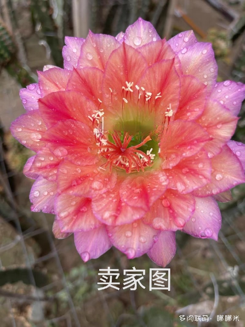 立夏
