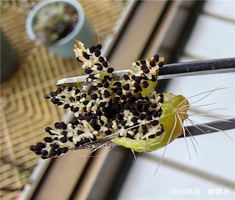 白雪光种子