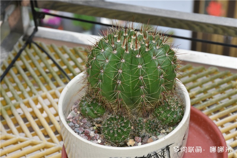 青王丸