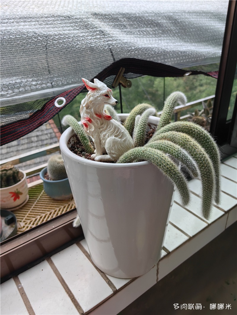 猴尾柱