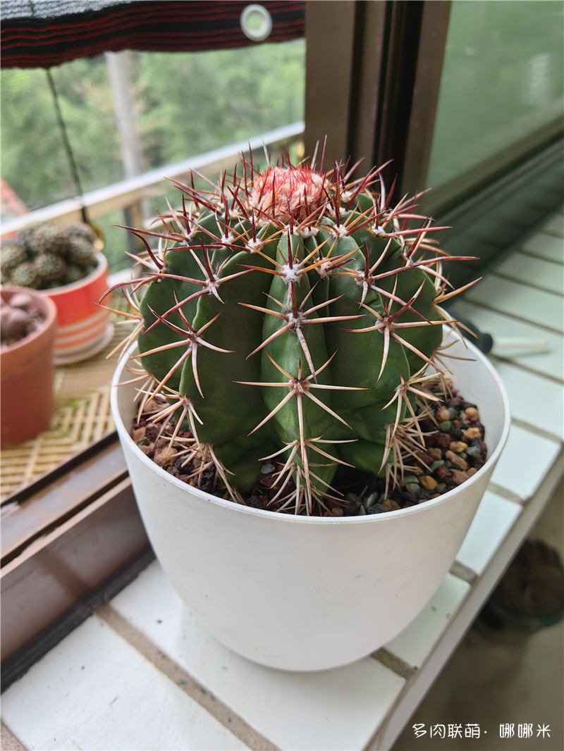 层云