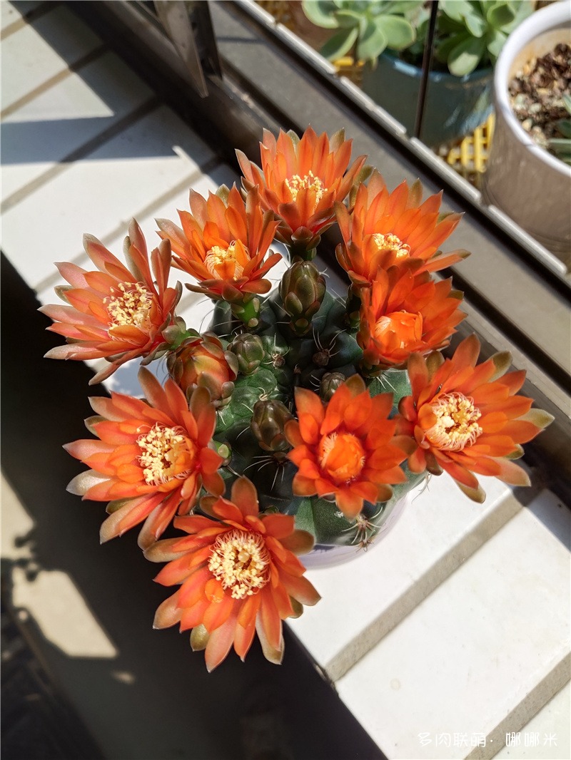 红花绯花玉