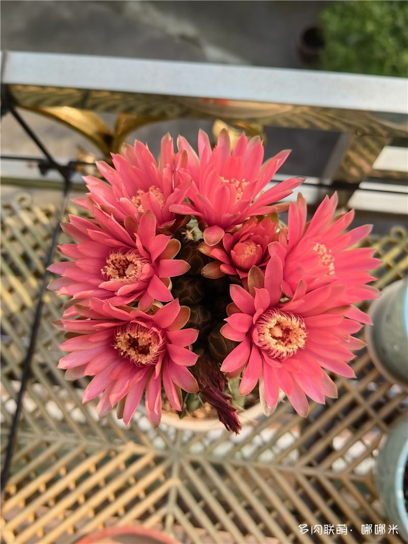红花绯花玉