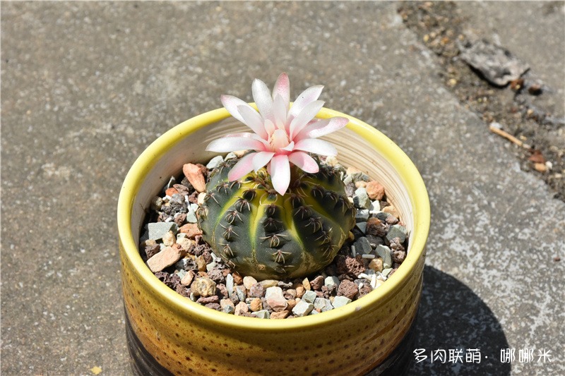 瑞昌玉