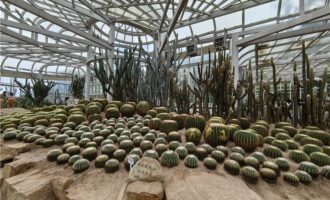 厦门植物园朝圣之旅四·仙人掌科篇