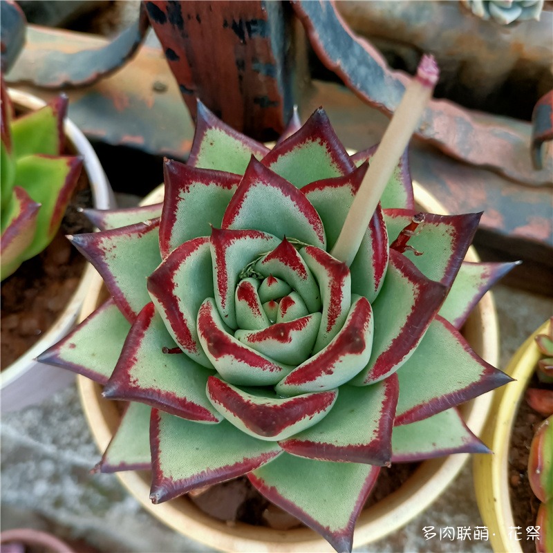 乌木杂