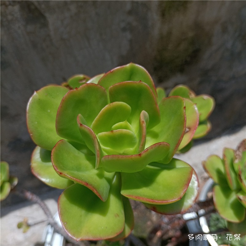 红梅