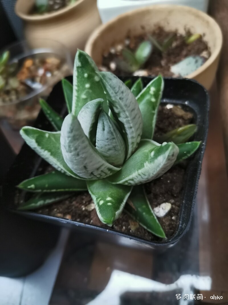 硬叶十二卷